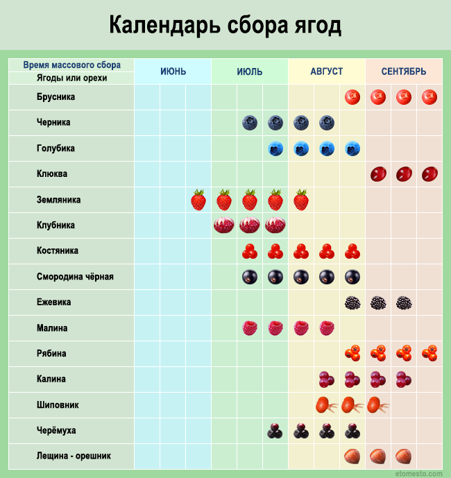 Календарь сбора ягод в Подмосковье